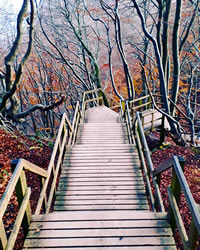 Holztreppe zwischen Bäumen auf der dänischen Insel Møn
