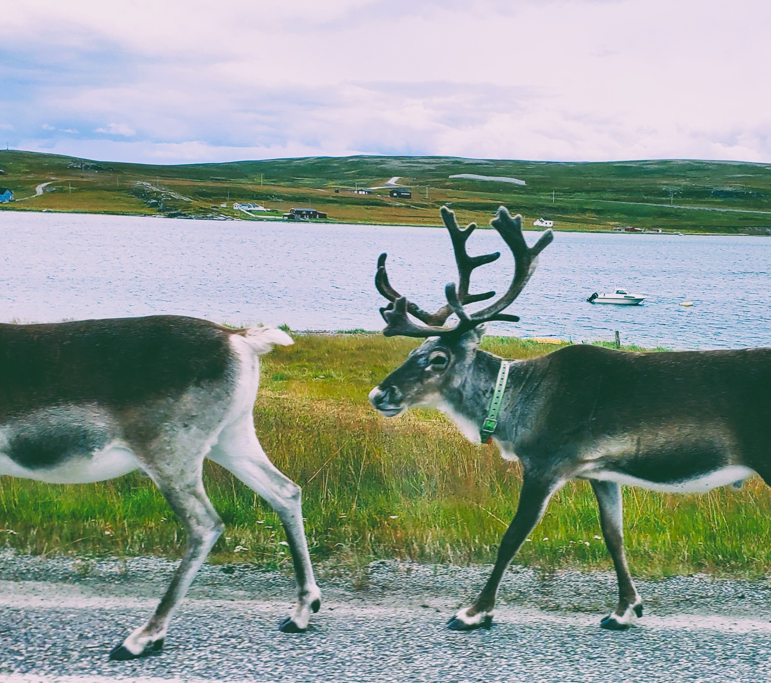Rentiere in der Finnmark