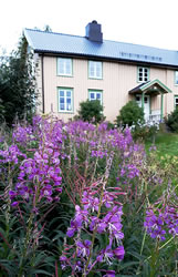 Haus und lila blühender Garten im norwegischen Snåsa